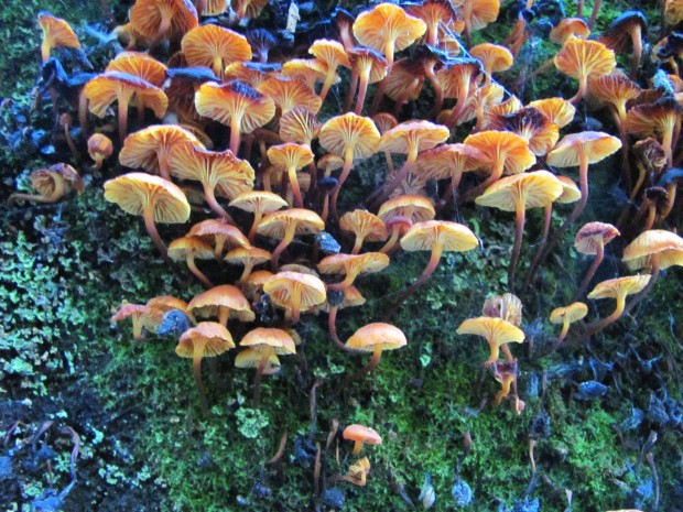 Rains bring on bumper crop, but wise just to admire 'em