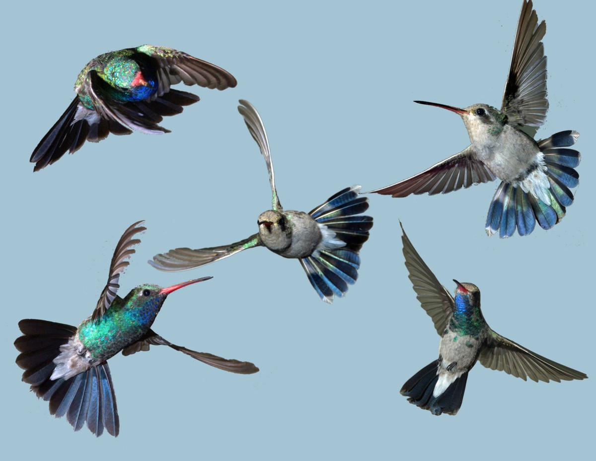 Hummingbird Flight Saddlebag Notes Hummingbird Flight Saddlebag Notes