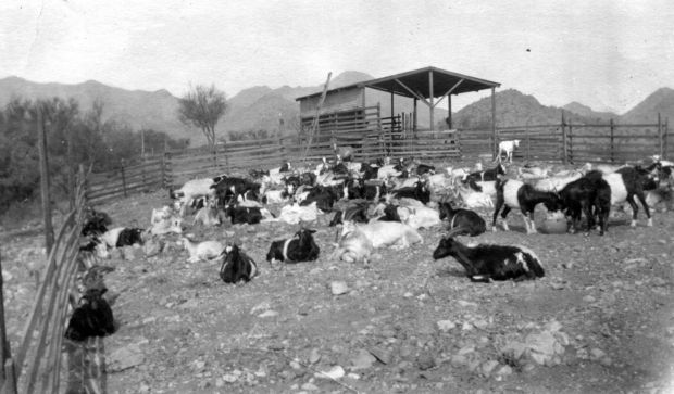 Dugat goat ranch