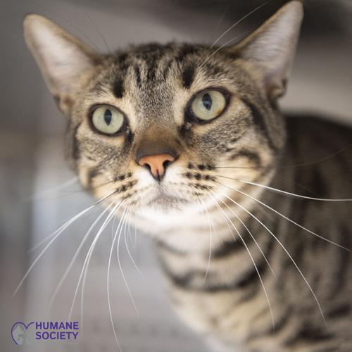 Adopt a friend: Winston