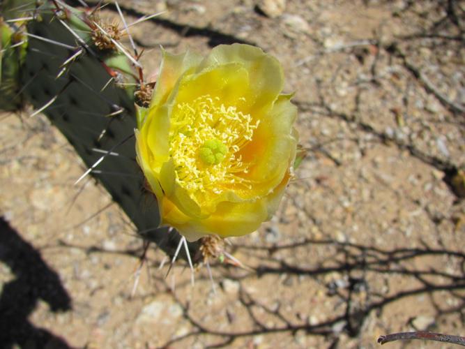 Cactus blooming early