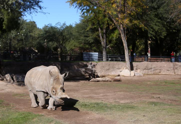 Reid Park Zoo rhino