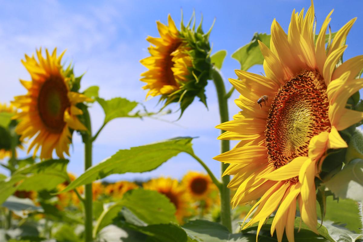 Photos: Sunflower fields | From the Tucson.com editors | tucson.com