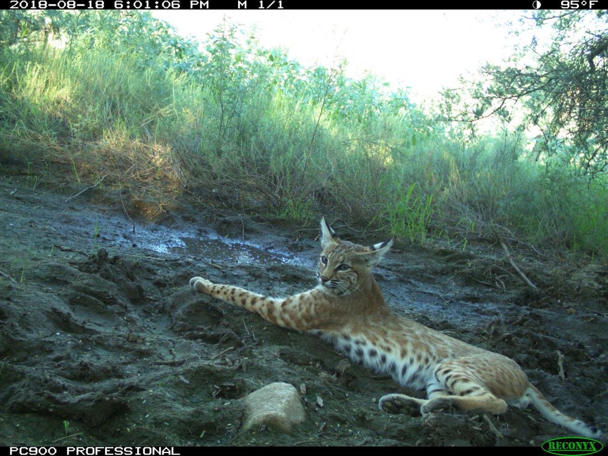 SR 77 wildlife overpass