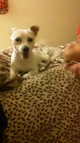 Happy National Dog Day!