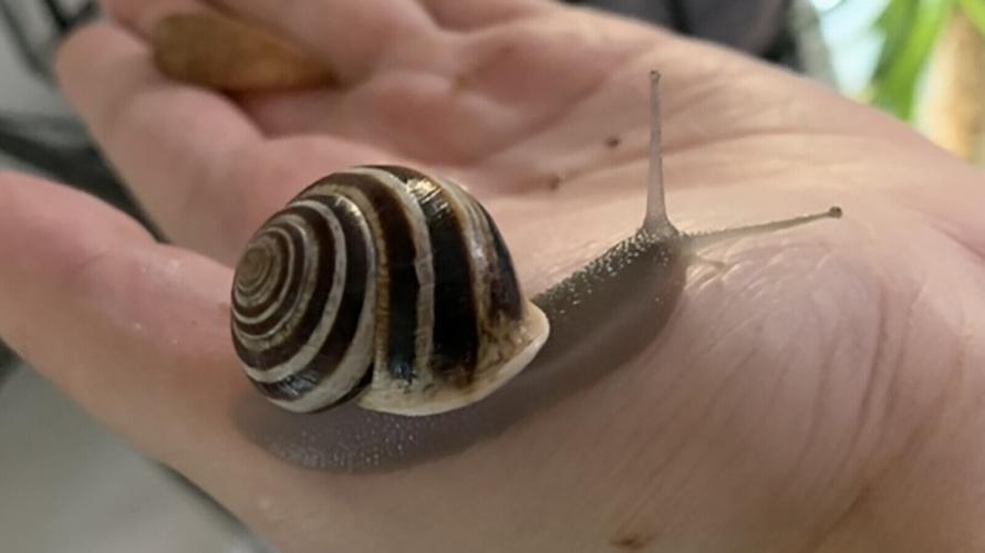 Wombats, snails, ferrets: The animals that brought us joy during the pandemic