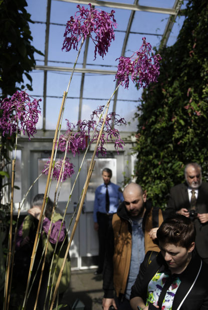 Orchid show at New York Botanical Gardens