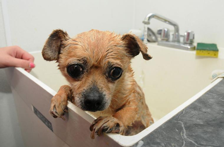 Sunday, March 19 — Get your dog washed, have a beer
