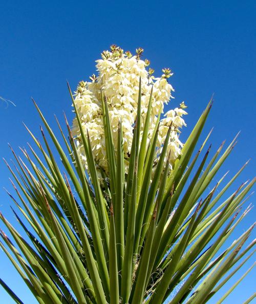 Tucson weather Sunny and unseasonably warm