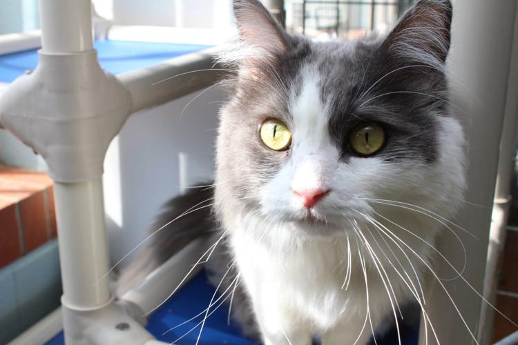 Adopt A Friend: Daphney