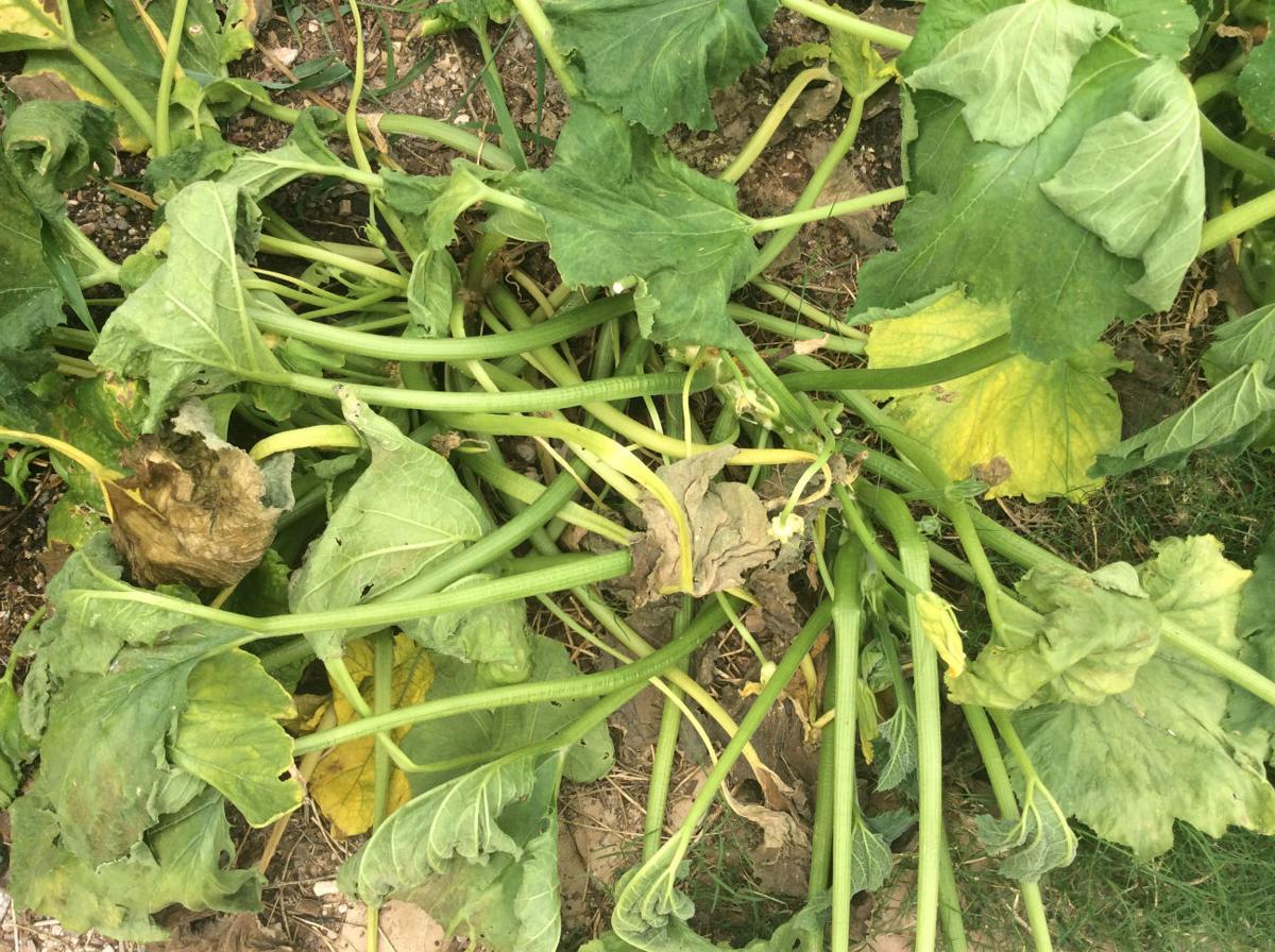 Got this pest? Go on a search and destroy mission Home & Garden