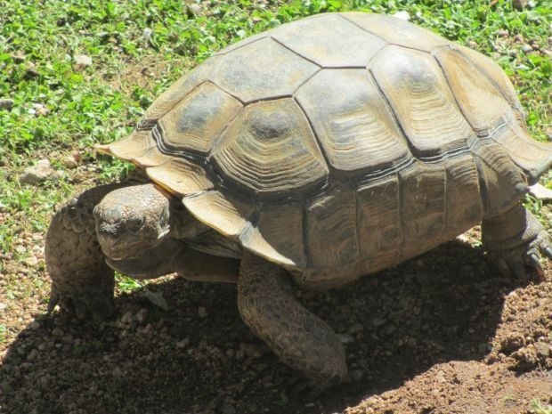 Quail Run Elementary adopts desert tortoise | News from Marana, Oro ...