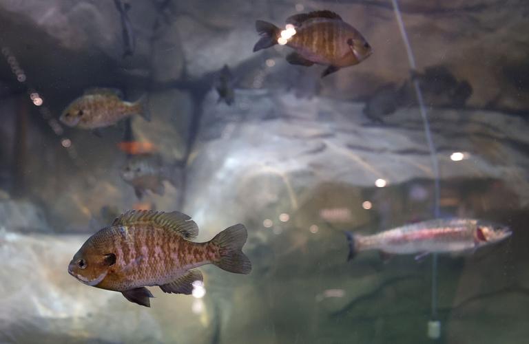 Bass Pro Shops opens Tucson store today
