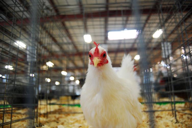 Pima County Fair's poultry show