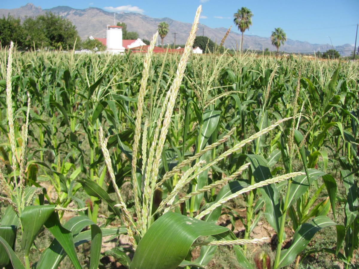 Tasty teachings Youths learn about healthier eating by growing popcorn