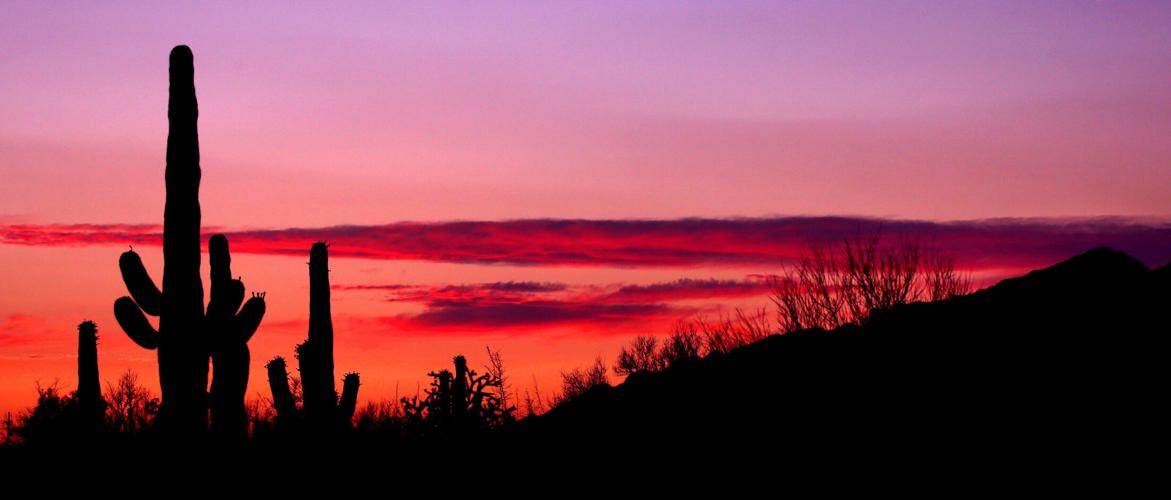 Sunset saguaros