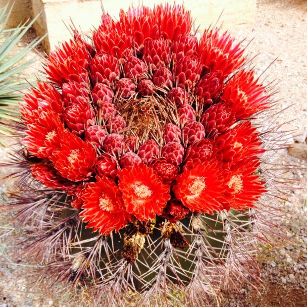 Barrels in brilliant bloom