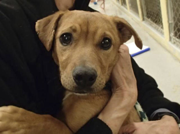 Pima Animal Care Center