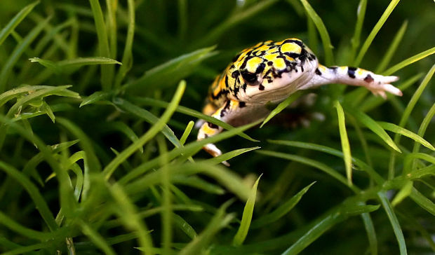 Sonoran green toad