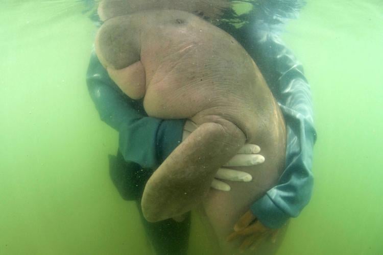 Thailand Baby Dugong