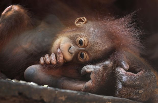 Animal shots of the week