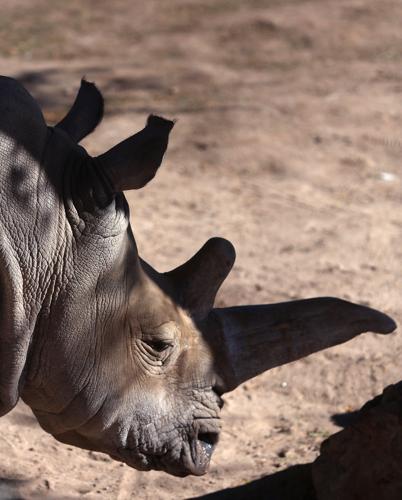 Reid Park Zoo rhino