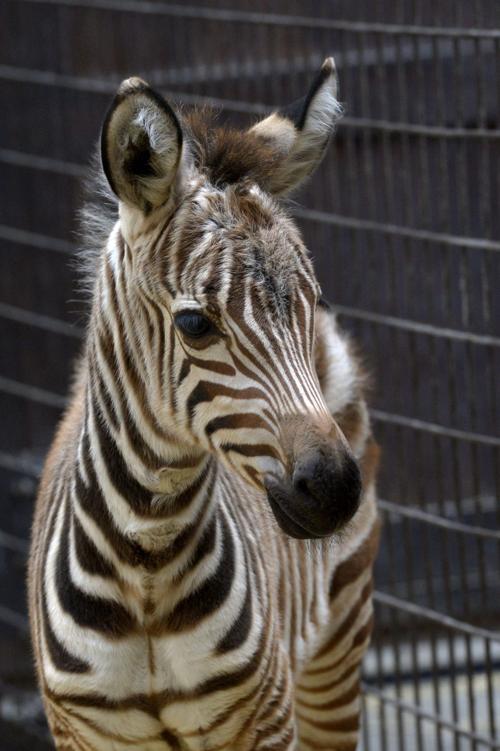 Baby zoo animals