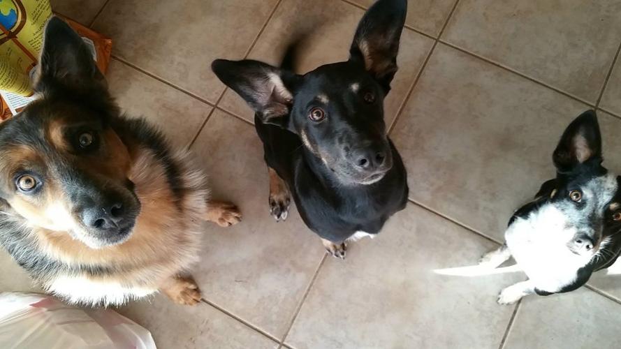 Happy National Dog Day!