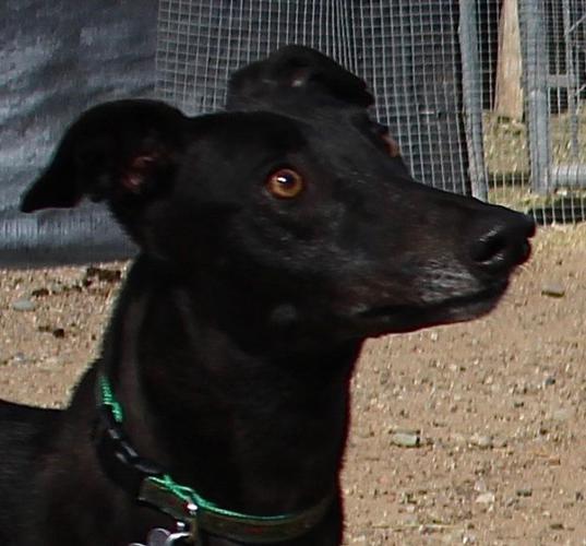 Adopt A Friend: Paisley