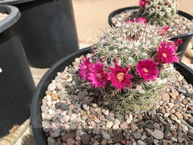 Tohono Chul Spring Plant Sale