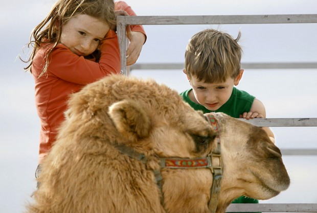Wise kids say ride atop camel is definitely nothing to spit at   