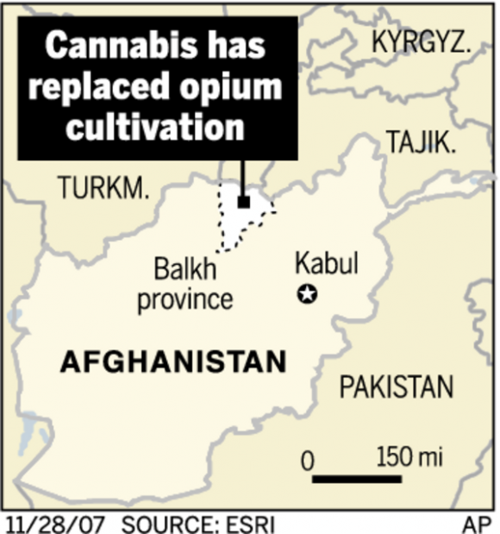 Afghan opium poppy farmers turn to marijuana  