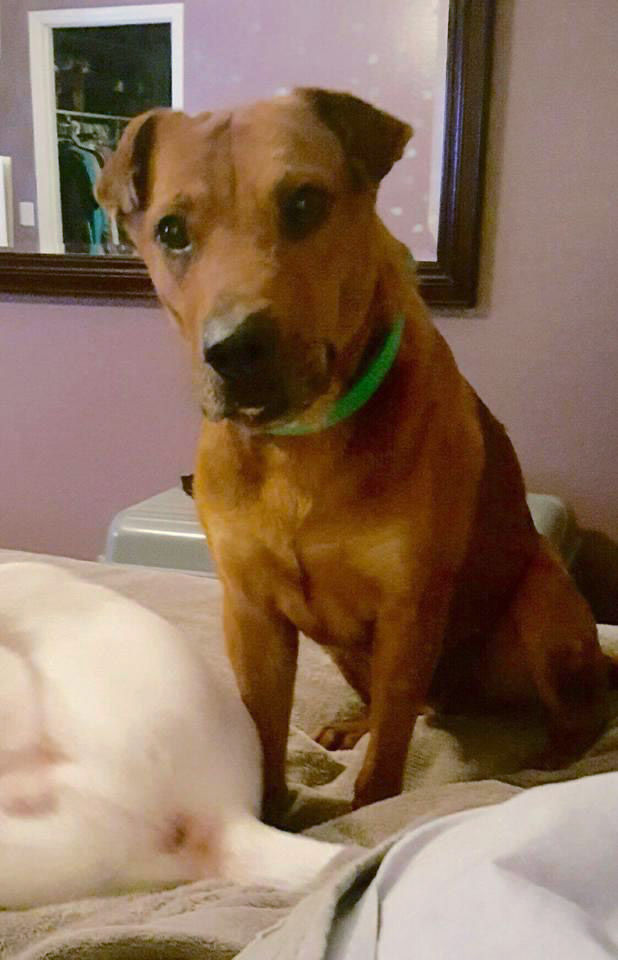 Adopt A Friend: Chance