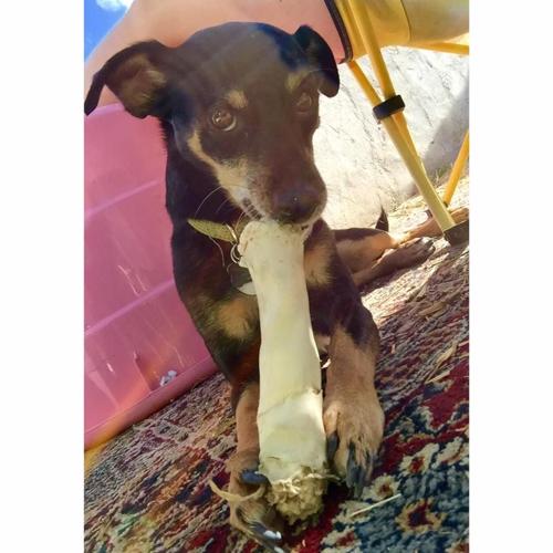 Happy National Dog Day!