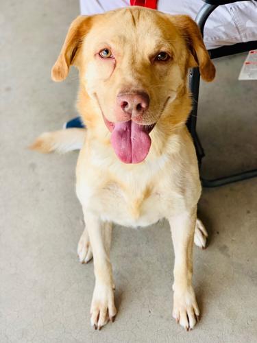 Adopt a friend: Jackson