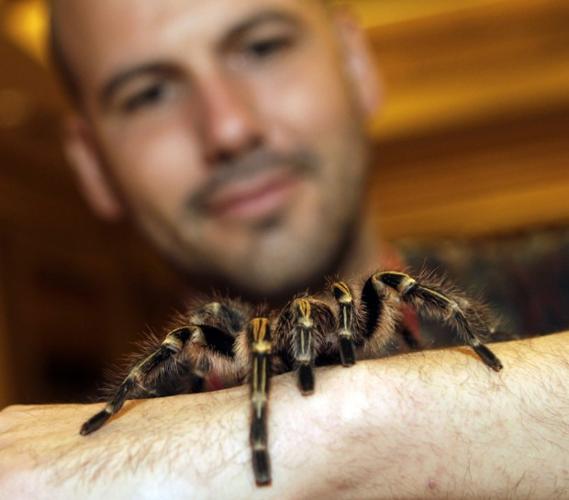 Fans of fuzzy tarantulas enthralled by their 'pets'   