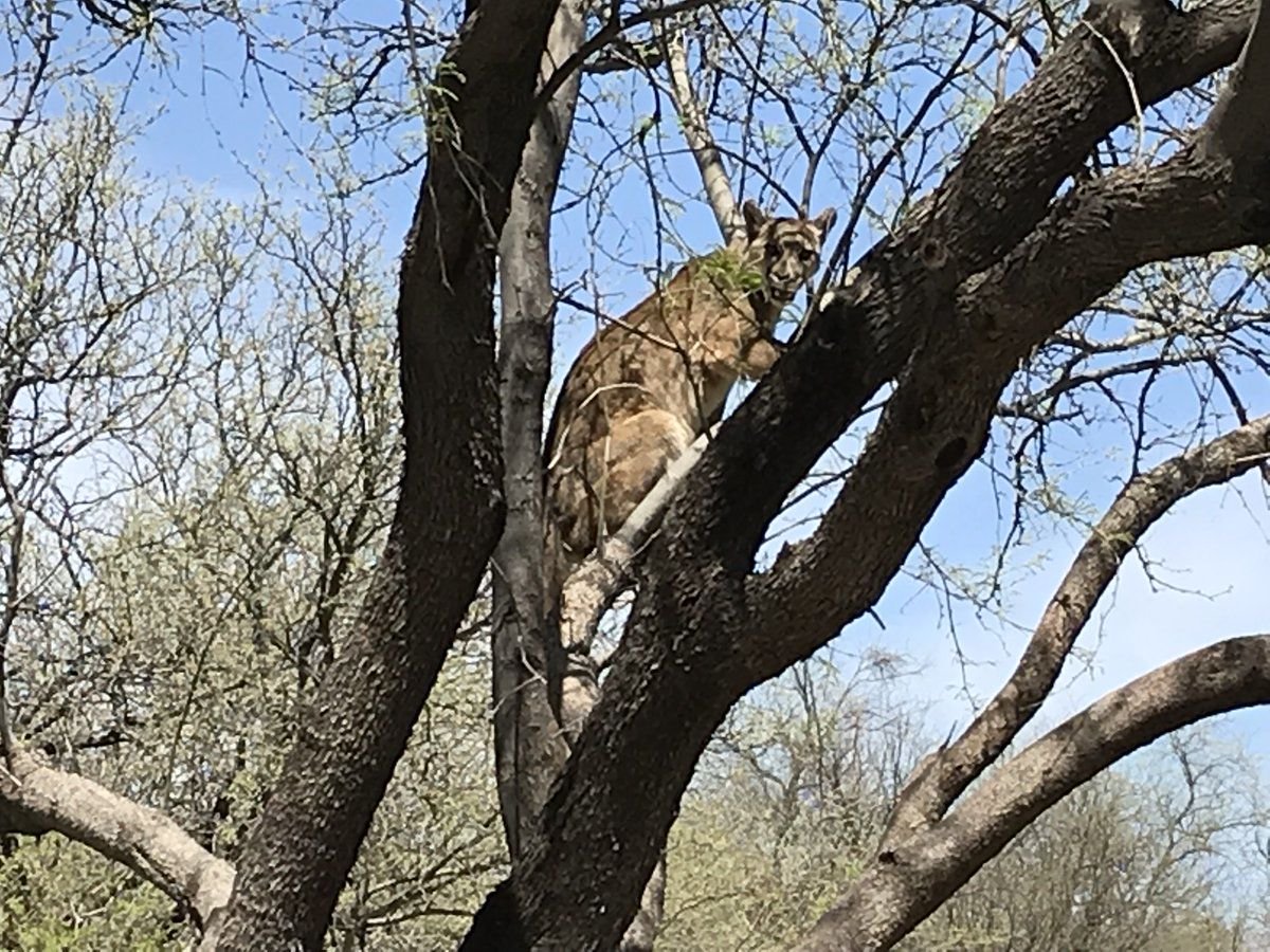 Mountain lion