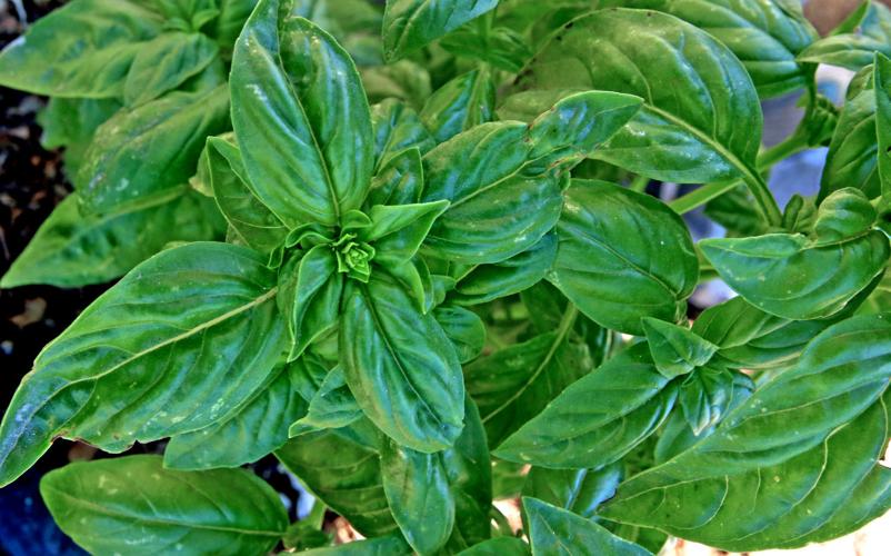 Flowering and edible plants