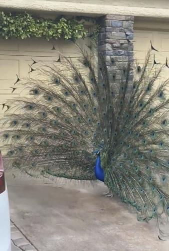 Slain Peacock