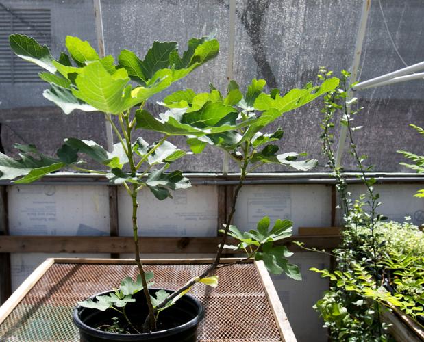 Food Bank Garden items