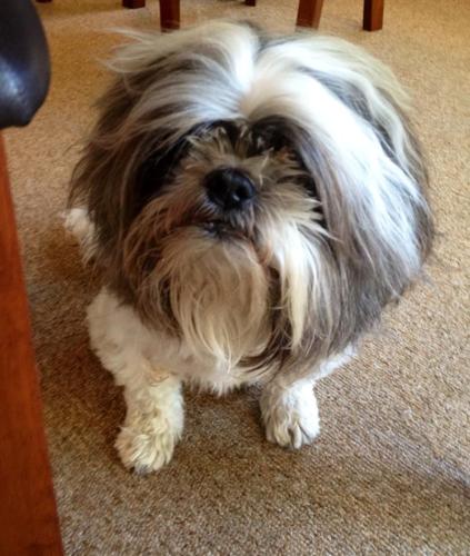 Happy National Dog Day!