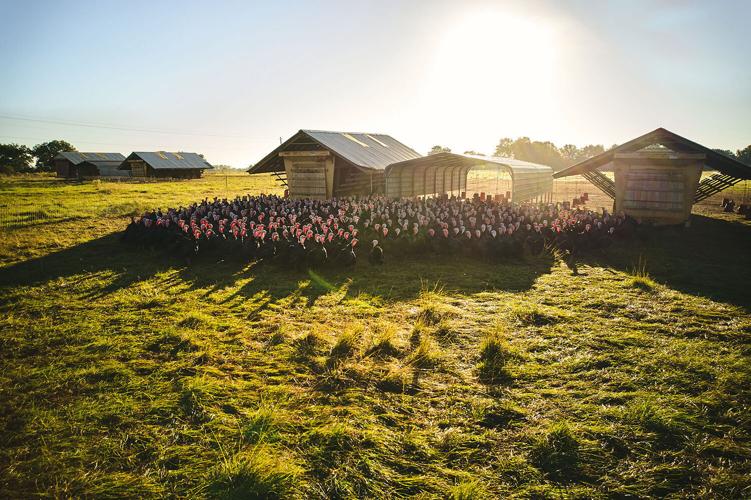 White Oak Pastures - turkeys