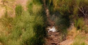 'Zero flow' recorded at key spot on Arizona's drying San Pedro River