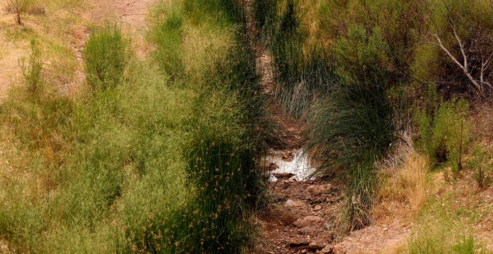 'Zero flow' recorded at key spot on Arizona's drying San Pedro River