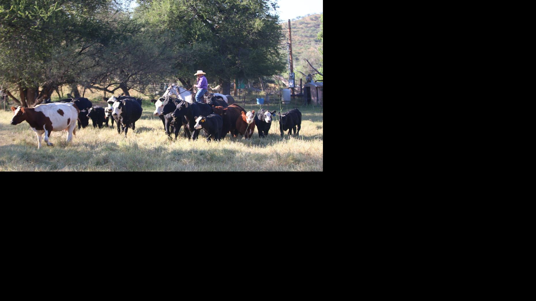 Arizona rancher on Mexico border uses science to breed sustainable cattle