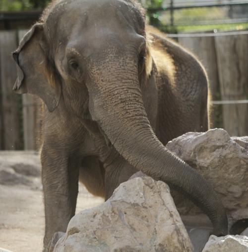 Autopsy: Elephant had cancer    