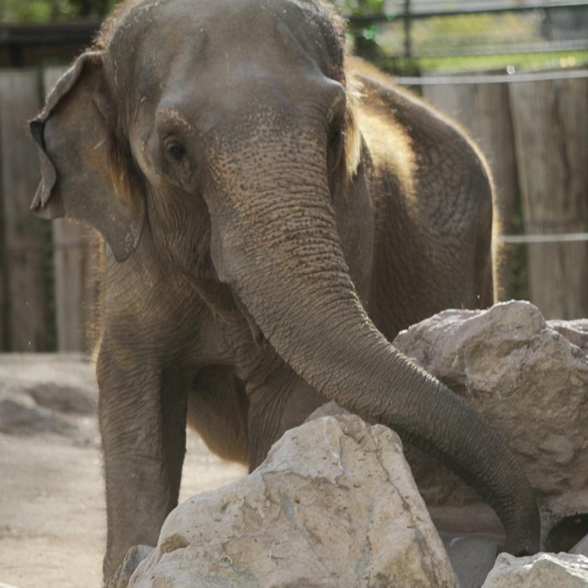 Elephant Connie had cancer, officials confirm