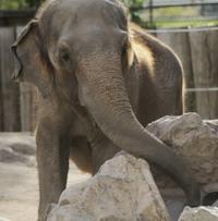 Elephant Connie had cancer, officials confirm    