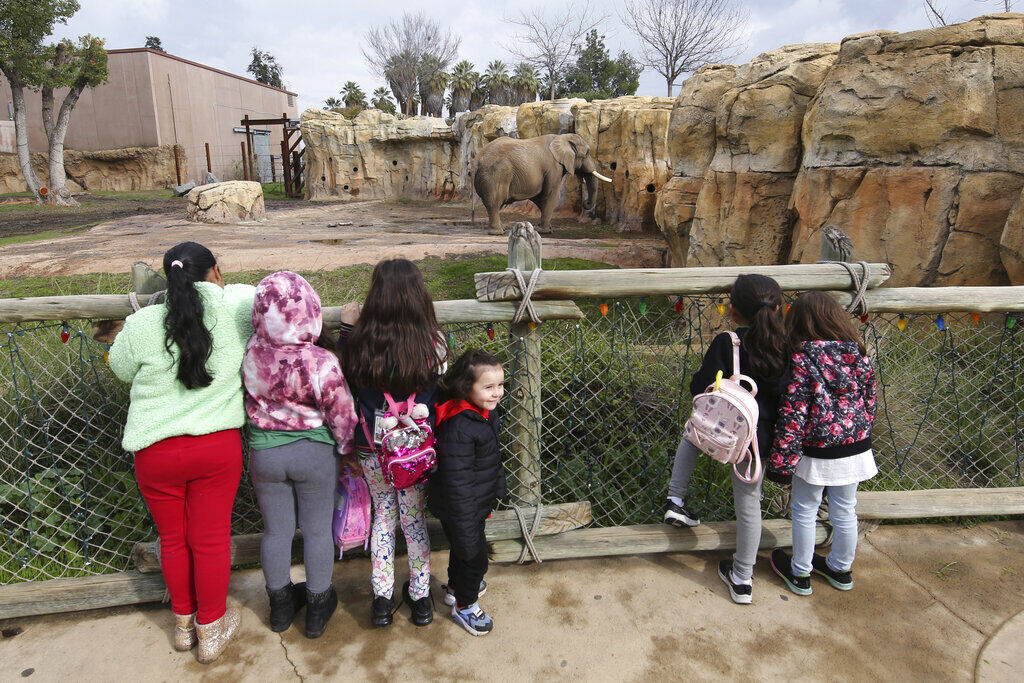 Elephants in US zoos Without breeding future is uncertain