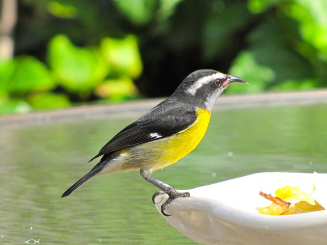 Choosing the Right Binoculars for Birding Saddlebag Notes